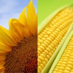 Семена подсолнечника и кукурудзы