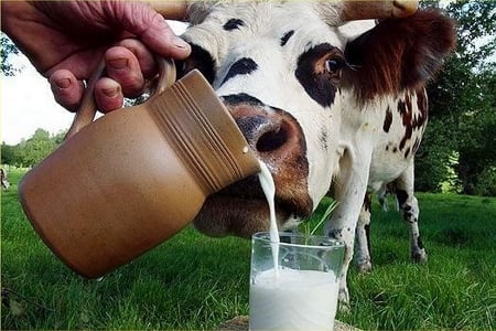 молочное скотоводство
