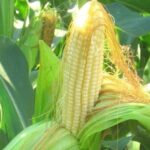 Гибриды семена кукурузы Монсанто (Monsanto)