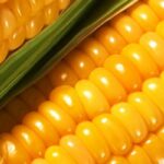 Семена кукурузы Кремень 200 (НЕТ В НАЛИЧИИ)