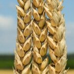 Пшеница озимая Богдана, 287-300 дней, урожайность 98,2 ц/га