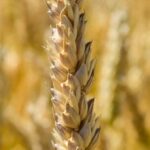 Пшеница озимая Литановка, 281-286 дней, урожайность 76,3-115 ц/га – нет в наличии