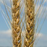 Пшеница озимая Эпоха Одеська, 272-284 дня, урожайность 100-110 ц/га