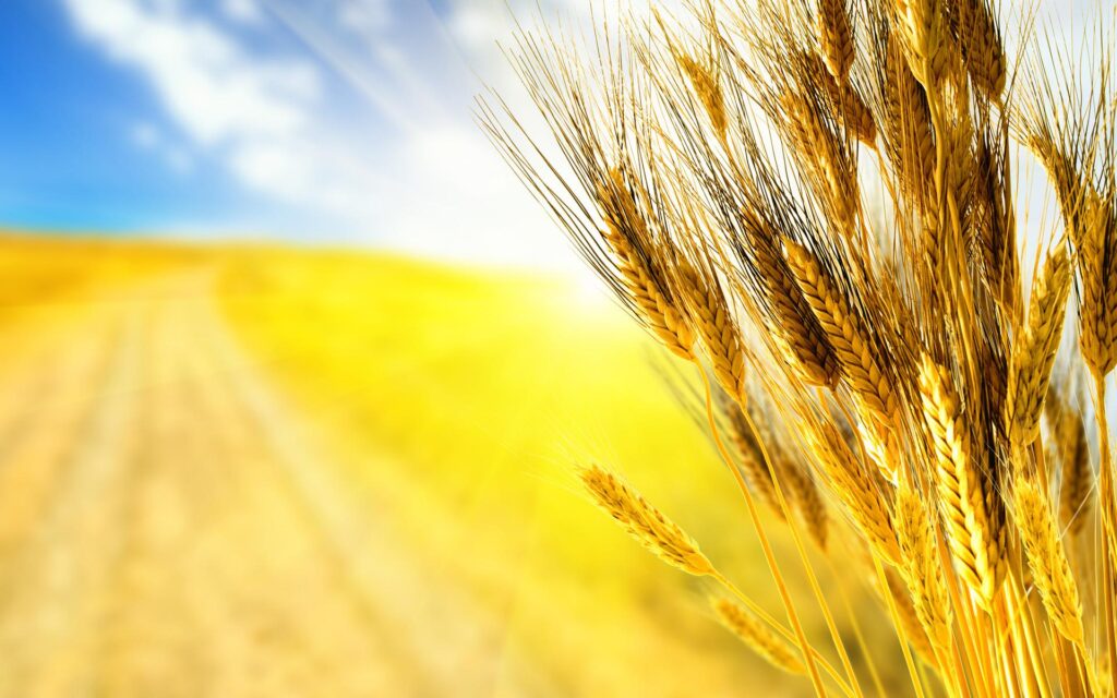 австралийской пшеницы