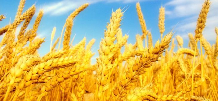 Индия активизировала закупки украинской пшеницы