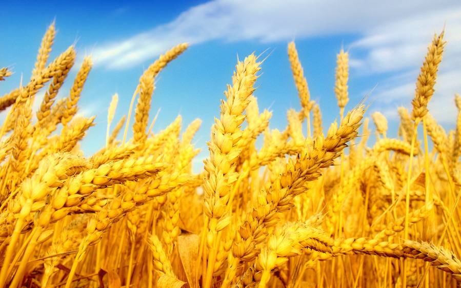 украинской пшеницы