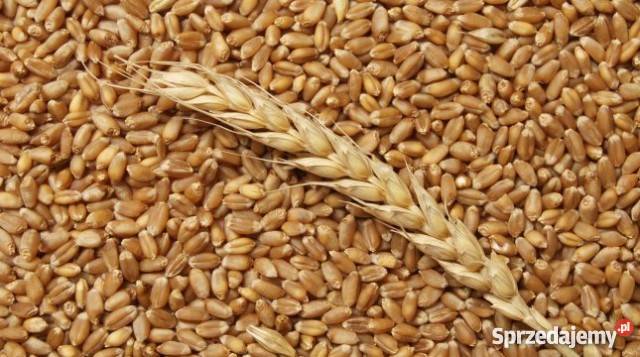 пшеницы