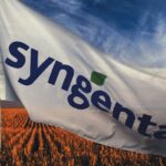 Кукурудза компанії Syngenta