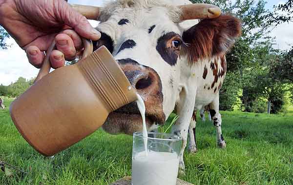фермерских молочных хозяйств