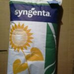 Семена подсолнечника Сингента (Syngenta) Брио, Конди, Неома, Роки