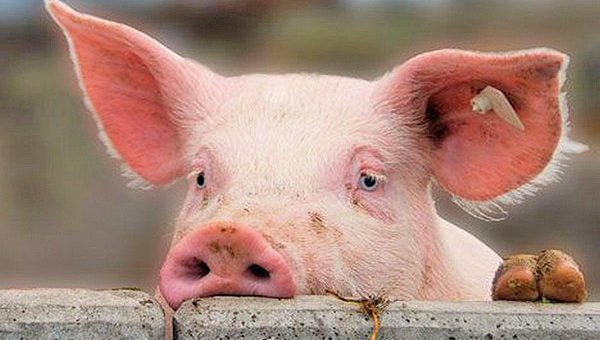 Импорт свинины в Украину превысил экспорт