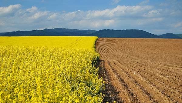 ЕС сократит производство рапса