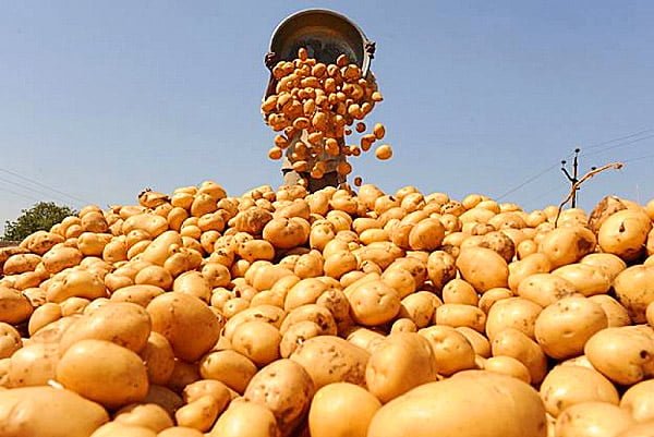 Производители товарного картофеля