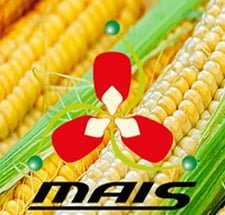 День кукурудзи компанії маїс День кукурудзи компанії маїс