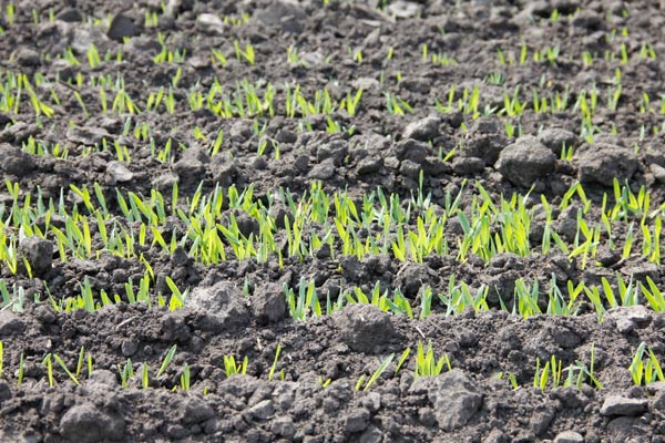 Осенний старт пшеницы: на что обратить внимание - AgroONE