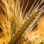 Озима пшениця Антоновка