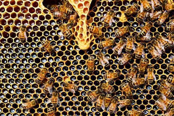 пчелиных маток