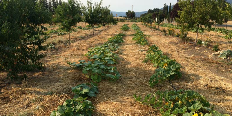 Органический NO-TILL