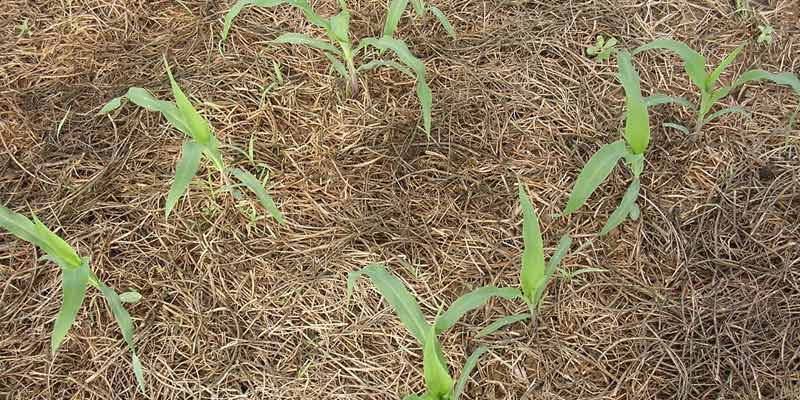 Органический NO-TILL