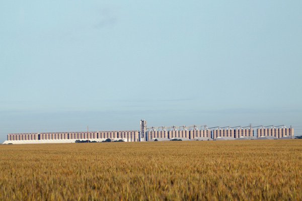 зерна