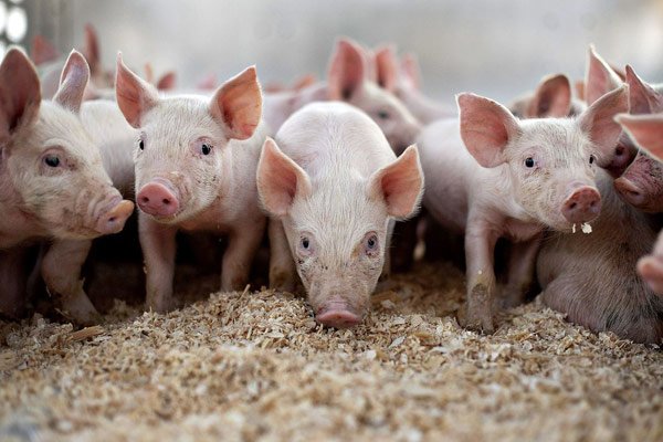 поголовья свиней