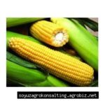 Насіння кукурудзи Хотин, ФАО 280, високоврожайний