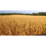 Семена озимой пшеницы Мудрость Одесская, урожайность 76-115 ц/га