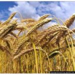 Семена озимой пшеницы Зыск, 279-283 дня, урожайность 78-110 ц/га