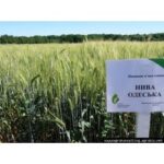 Семена озимой пшеницы Нива Одесская, урожайность 79-102 ц/га