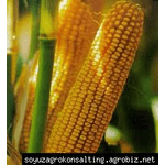 Семена кукурузы Днепровский 181 СВ, ФАО 180, ранний урожайный гибрид – нет в наличии
