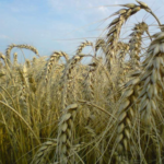 Семена озимой пшеницы Подолянка, урожайность 75,2-113 ц/га