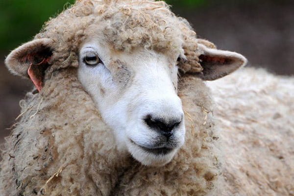 Поголовье овец