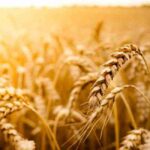 Озимая пшеница  «Шестопаловка»