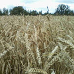 Семена пшеница озимая ШПАЛОВКА ЭЛИТА