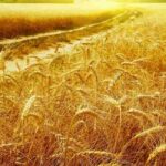Семена пшеница озимая СТАЛЕВА элита