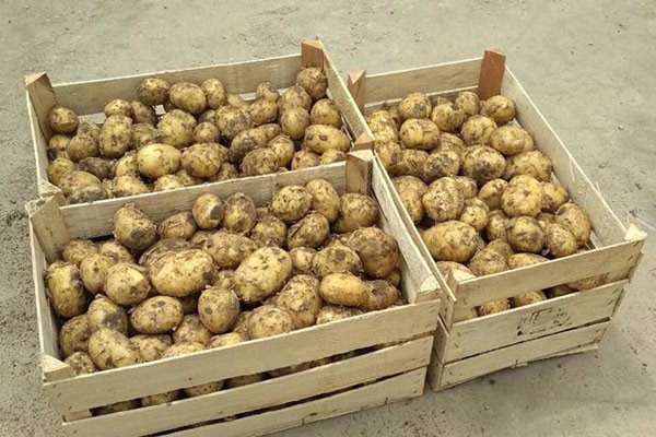 Збирання картоплі