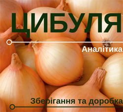Цибуля – тренд сезону: зберігання та доробка Цибуля – тренд сезону: зберігання та доробка