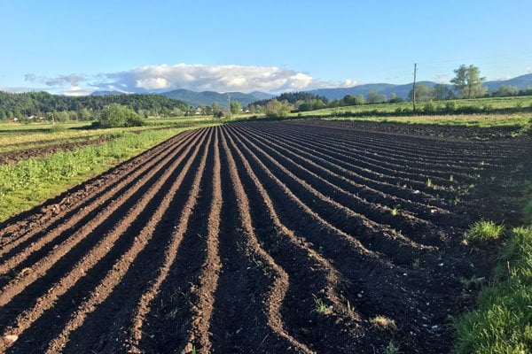 Strip-Till