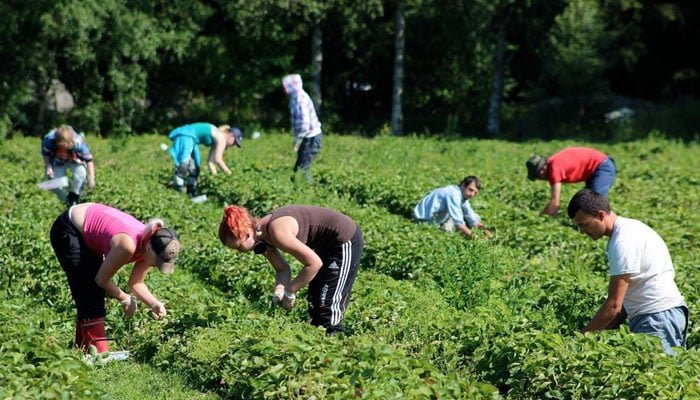 Українських заробітчан