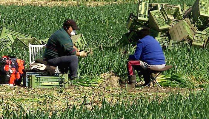 Українські