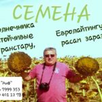 Семена подсолнуха,посевной материал стойкий к заразихе7+ расс продам