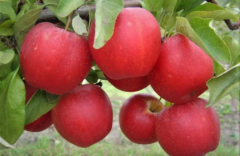 яблук