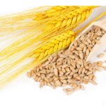 Некондиция, зерноотходы. Кукуруза, пшеница, соя, подсолнечник.