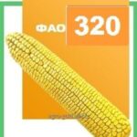 Семена кукурузы ДН Аквозор ФАО 320, (понад 50мішків – доставка безкоштовна)