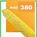Семена кукурузы Одеський 385 МВ ФАО 380,(понад 50мішків- доставка безкоштовна)