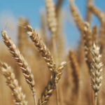 Семена пшеницы озимой сорт Лиль