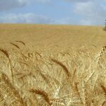 Насіння озимої пшениці Артеміда