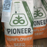 Семена подсолнечника Пионер ПР64Е71