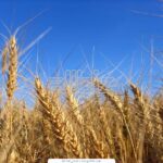 Насіння озимої пшениці Антонівка
