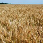 Насіння озимої пшениці Фаворитка
